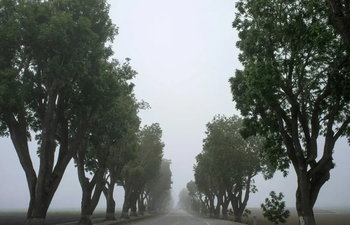 A quiet tree-lined avenue in early morning mist