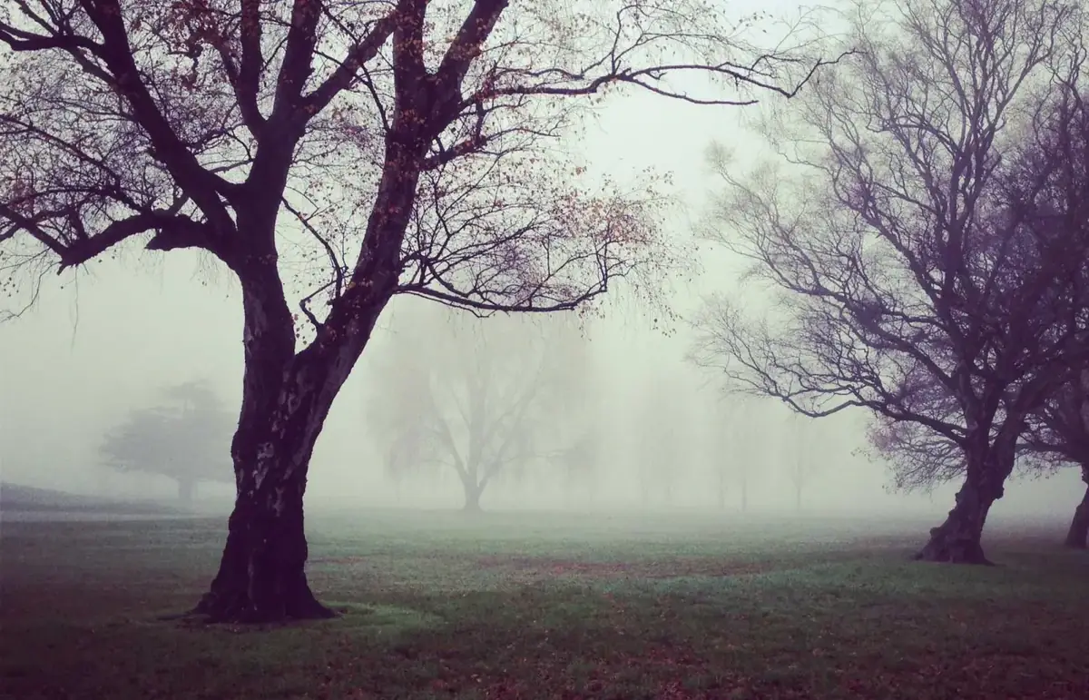 Misty parkland in North London
